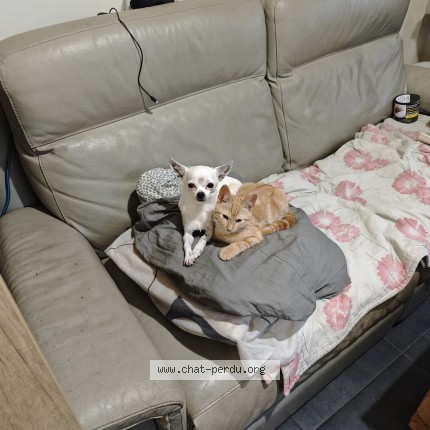 Foto de un gato reunido en Mons