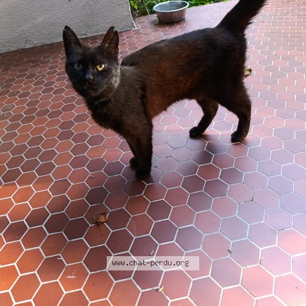Foto de un gato reunido en Belle Eglise