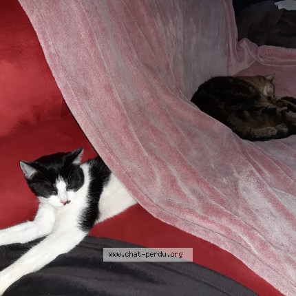 Foto de un gato reunido en 61430 Berjou