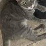 TiTi