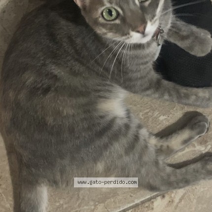 Foto 1/1 TiTi Gato perdido en Los Mochis