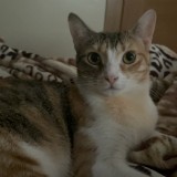 mimi