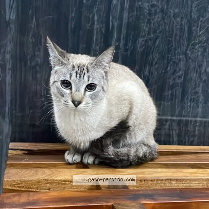 Foto 1/1 Gato encontado Encontrado en Ciudad De Buenos Aires
