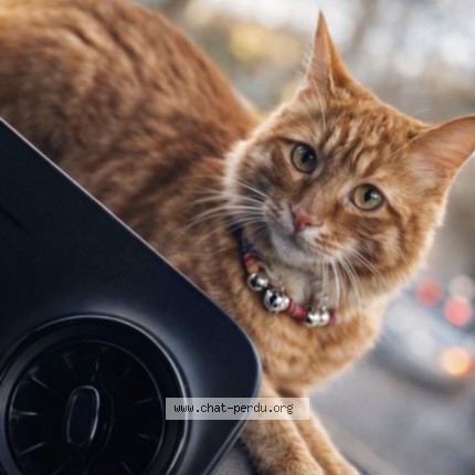 Foto de un gato reunido en Fresnes