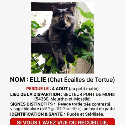 Foto de un gato reunido en Bezaumont