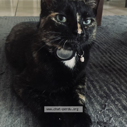 Foto de un gato reunido en Angers