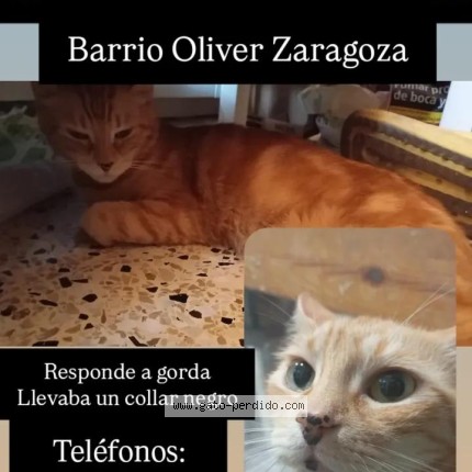 Foto 1/1 gorda Gato perdido en Zaragoza
