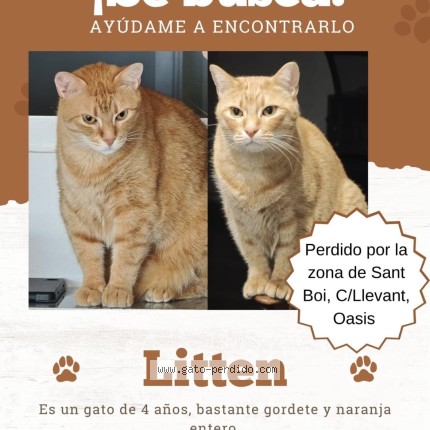 Foto 1/1 litten Gato perdido en Sant Boi