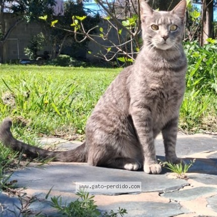 Foto 1/1 GIN Gato perdido en Ituzaingo