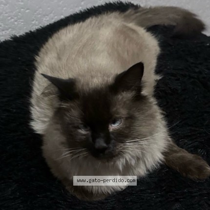 Foto 1/2 Coco Gato perdido en Pachuca