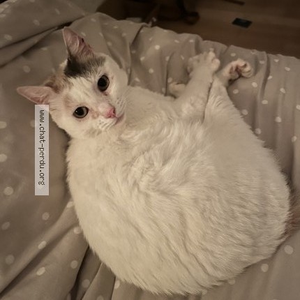 Foto de un gato reunido en Le Mans