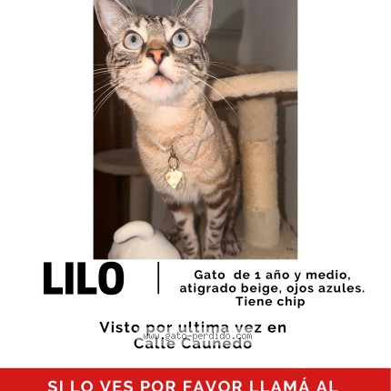 Foto 1/1 lilo Gato perdido en Madrid