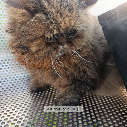 Foto de un gato reunido en Bagnolet