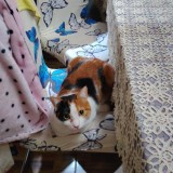 kitty