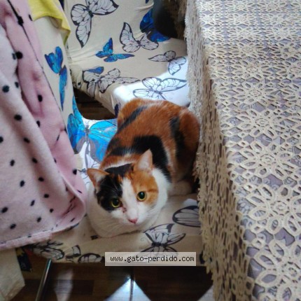 Foto 1/1 kitty Gato perdido en Santiago Maipu