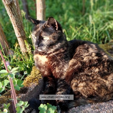 Foto de un gato reunido en Rhode Saint Genese