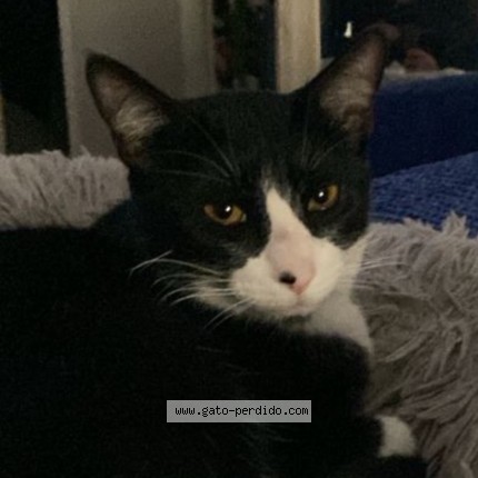 Foto 1/1 Martin Gato perdido en Santiago