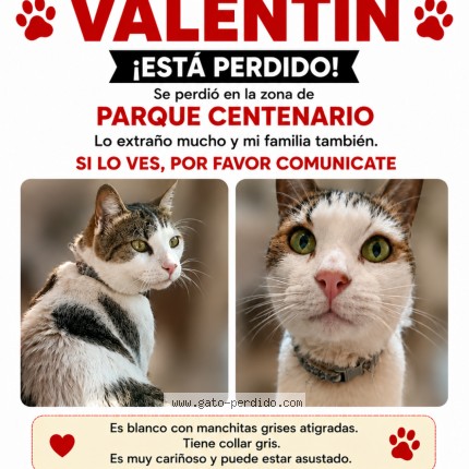 Foto 1/1 Valentín Gato perdido en Buenos Aires