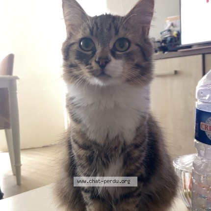 Foto de un gato reunido en Lille