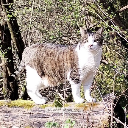 Foto de un gato reunido en Cordon Grisy Suisnes