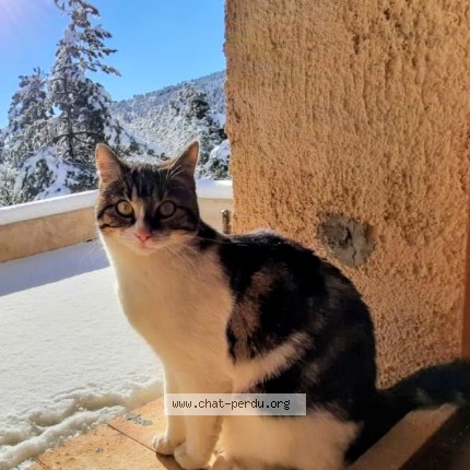Foto de un gato reunido en Lasserrade