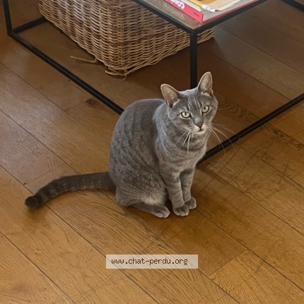 Foto de un gato reunido en Marseille