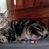 Tim&oacute;n
