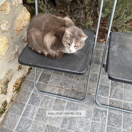 Foto de un gato reunido en Maisons Laffitte