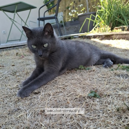 Foto de un gato reunido en Fleury