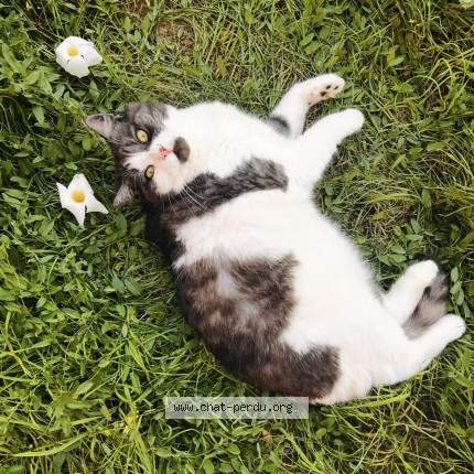 Foto de un gato reunido en Horbourg Wihr