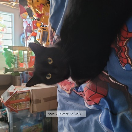 Foto de un gato reunido en Pont Du Chateau