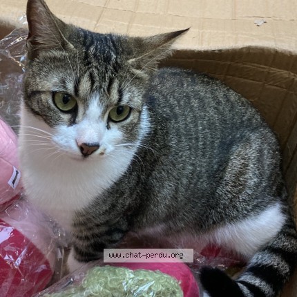 Foto de un gato reunido en Rennes