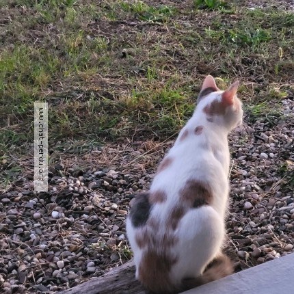 Foto de un gato reunido en Denat