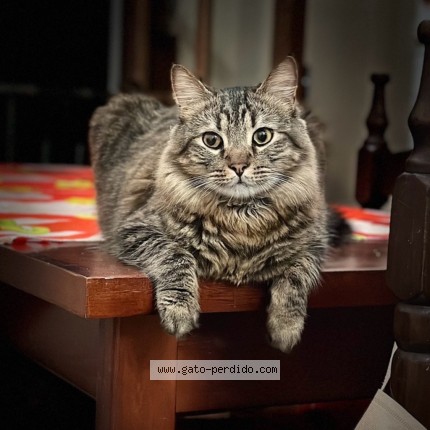 Foto del gato perdido en Salta