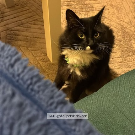 Foto 1/1 Gato encontrado Perdido en Santiago