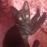 Chimuelo