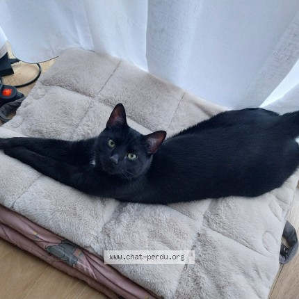 Foto de un gato reunido en Watermael Boitsfort