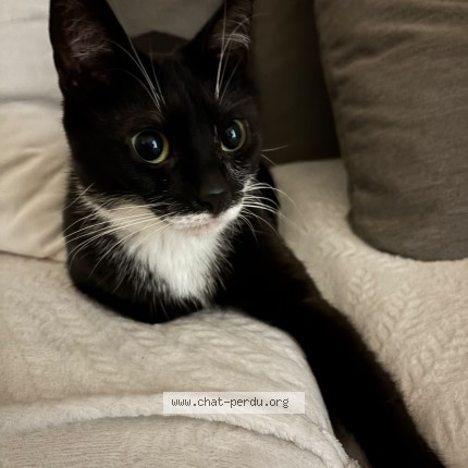 Foto de un gato reunido en Tassin La Demi Lune
