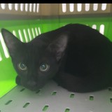 NeKo Mochi Kuro Andy