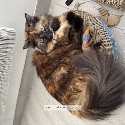 Foto de un gato reunido en Rennes
