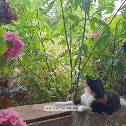 Foto de un gato reunido en Sagy