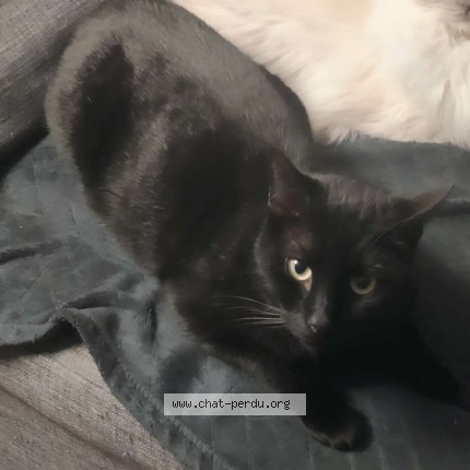 Foto de un gato reunido en Epernon
