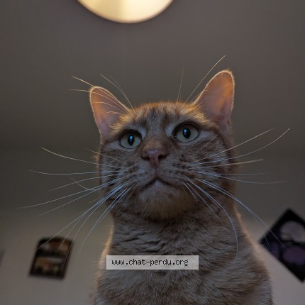 Foto de un gato reunido en Vielle Saint Girons