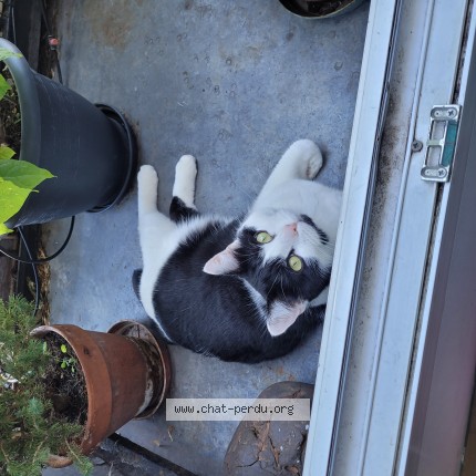 Foto de un gato reunido en La Celle