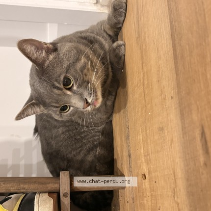 Foto de un gato reunido en Lachute