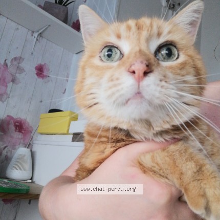 Foto de un gato reunido en Lille