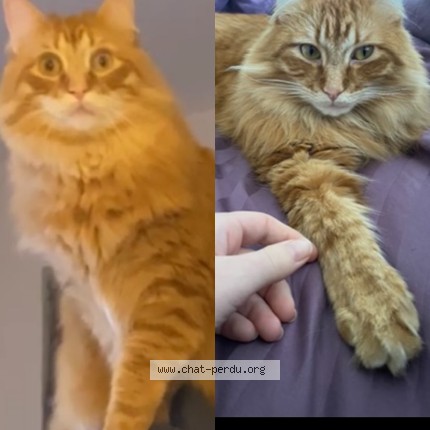 Foto de un gato reunido en Rouen