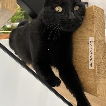 Foto de un gato reunido en Voisins Le Bretonneux