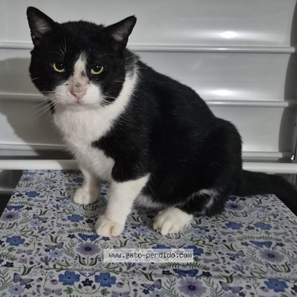 Foto 1/1 Don Gato Gato perdido en Yauco