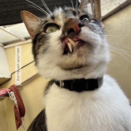 Foto de un gato reunido en Nantes